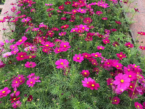 鹤岗鲜花绿植|绿化工业园